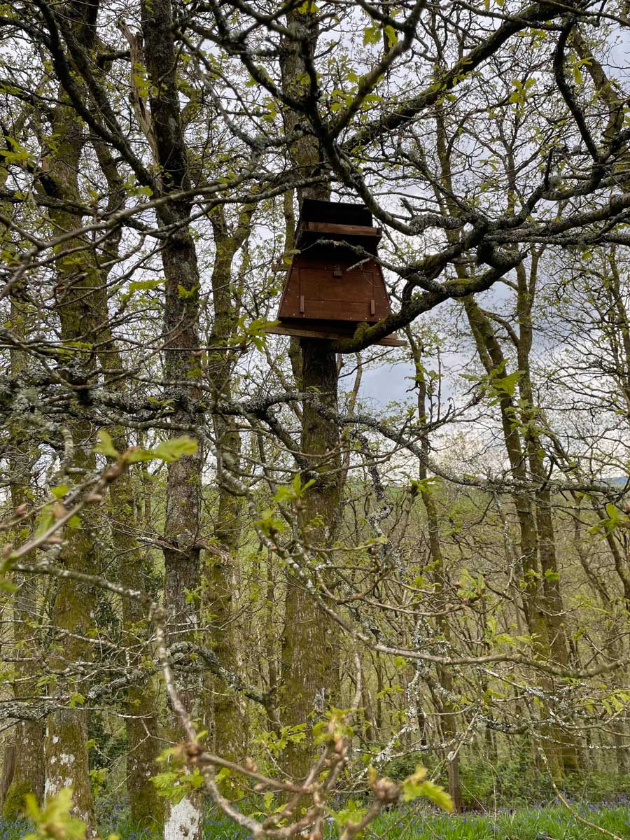 Barn Owl
