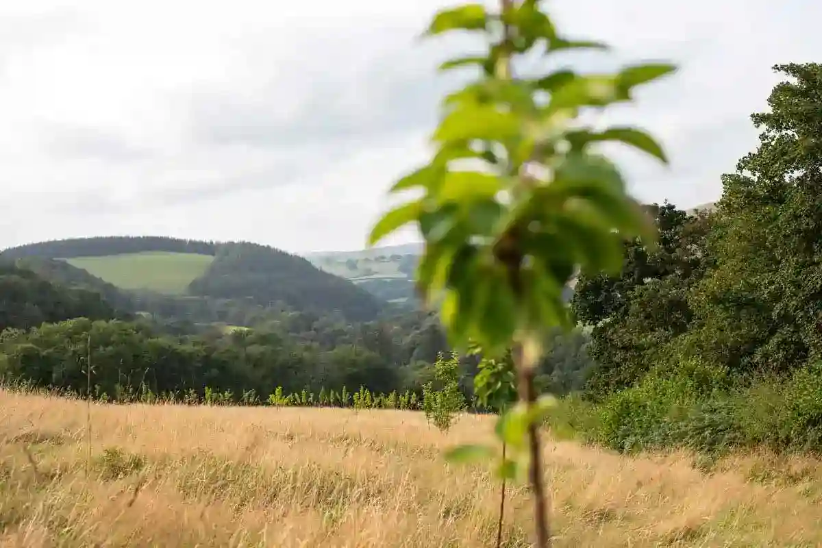 Mountain Marathons and Artisan Markets: June 2026 Near Llandovery