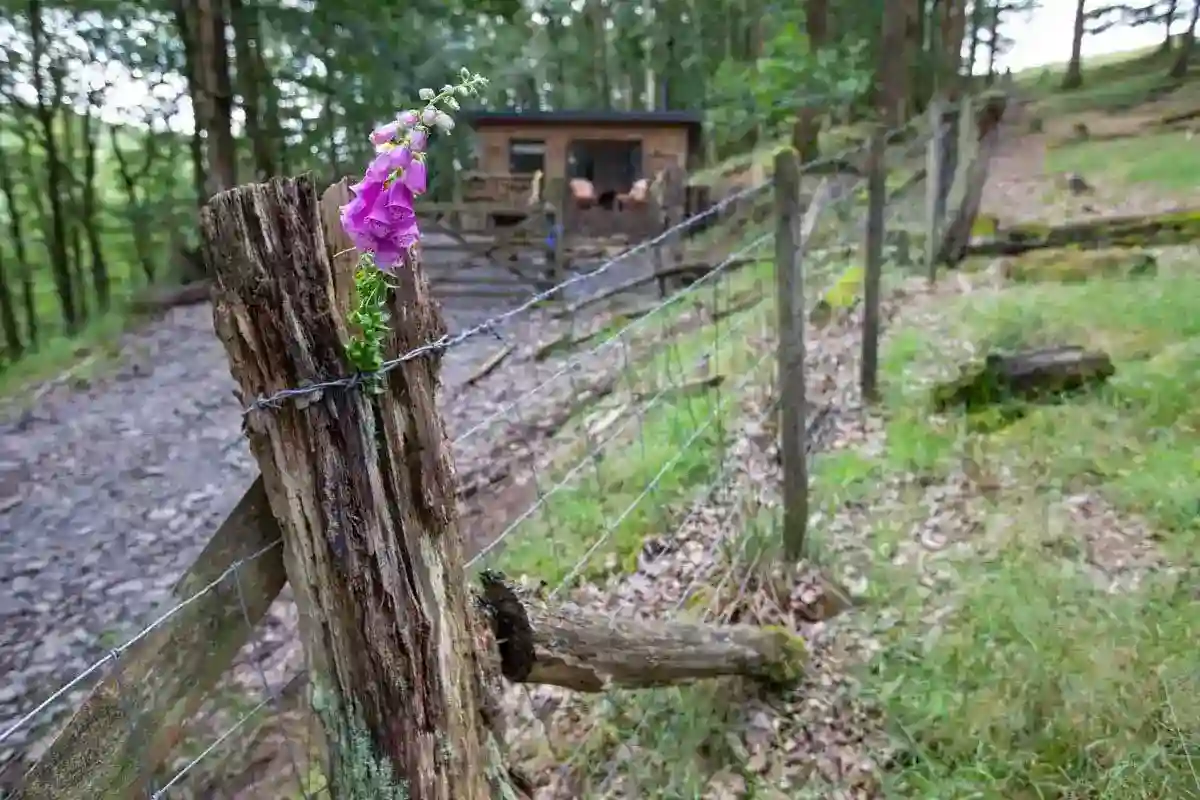 Rhythms, Produce, and Rare Wildlife: Discovering Carmarthenshire This July