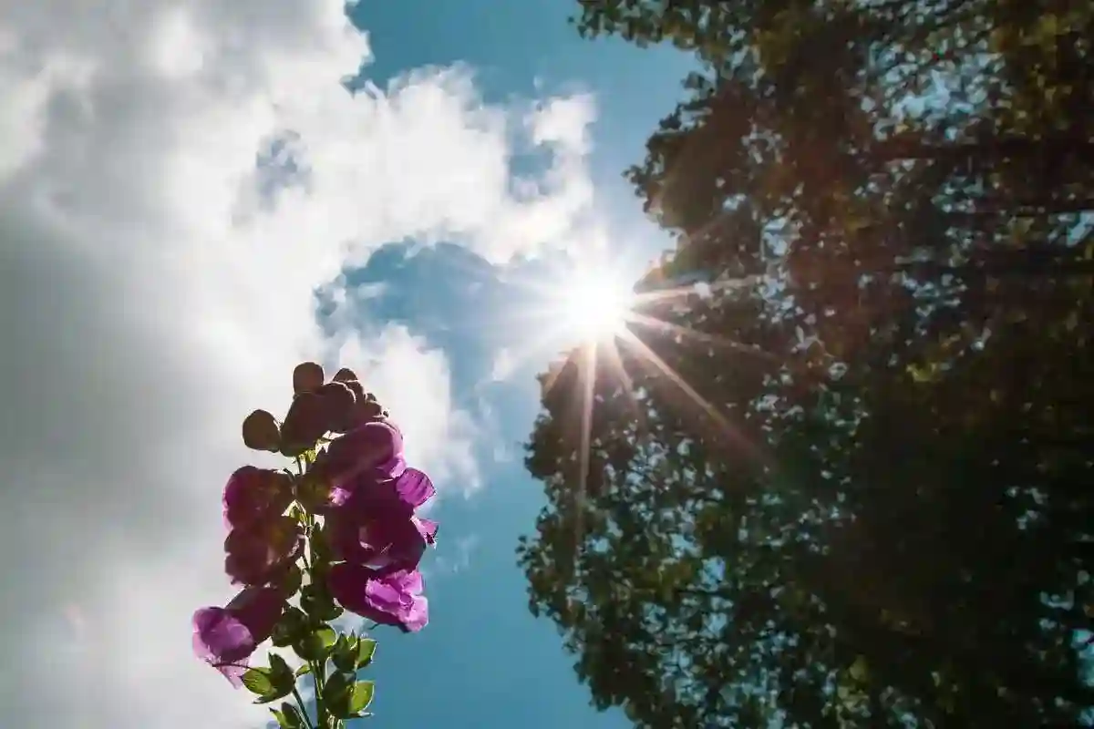 Antiques, Artisans, and Agriculture: What’s On Near Llandovery This Midsummer