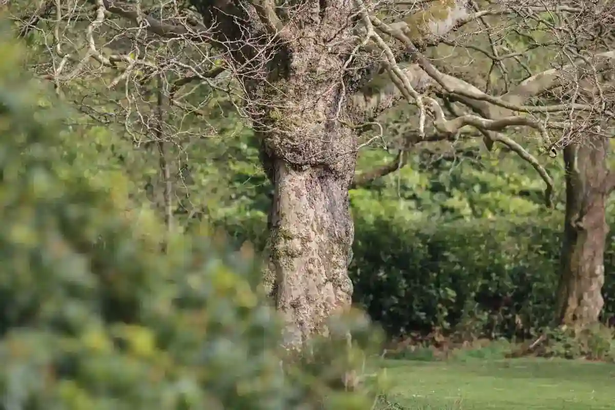 Milestone Birthdays in Wales: How to Rent a 56-Acre Private Woodland Estate