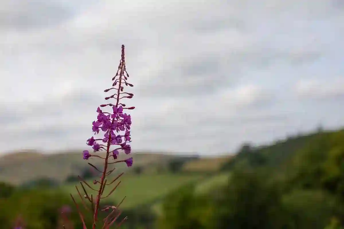 Hounds, Hops, and High Summer: August Adventures Near Brecon Oak