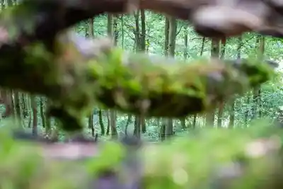 Nature photography at Tyle Glas, Llandovery